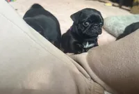 Pippa , a female Pug for sale in Bloomington, IL – 5 of 10