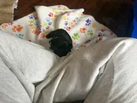 Nemo, a male Pug for sale in Bloomington, IL – 9 of 10