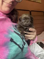 Count Chocula Jr., a male Pug for sale in Bloomington, IL – 2 of 10