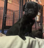 Petal, a female Pug for sale in Bloomington, IL – 5 of 10