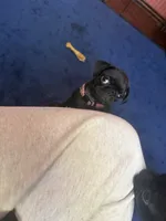 Marie, a female Pug for sale in Bloomington, IL – 9 of 10