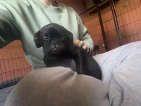 Charles, a male Pug and Brussels Griffon for sale in Bloomington, IL – 2 of 10