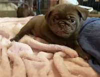 Kevin 🍫, a male Pug for sale in Bloomington, IL – 2 of 10