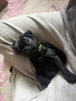 Max, a male Pug for sale in Bloomington, IL – 3 of 10