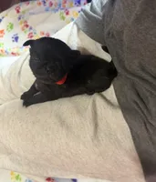 Berry, a male Pug for sale in Bloomington, IL – 10 of 10