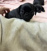 Pearl, a female Pug and Brussels Griffon for sale in Bloomington, IL – Photo 5 of 9