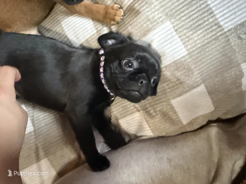 Pearl, a female Pug and Brussels Griffon for sale in Bloomington, IL – Photo 1 of 9