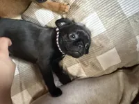 Pearl, a female Pug and Brussels Griffon for sale in Bloomington, IL – Photo 1 of 9