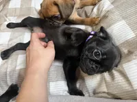 Pearl, a female Pug and Brussels Griffon for sale in Bloomington, IL – Photo 4 of 9