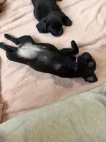 Pearl, a female Pug and Brussels Griffon for sale in Bloomington, IL – Photo 6 of 9