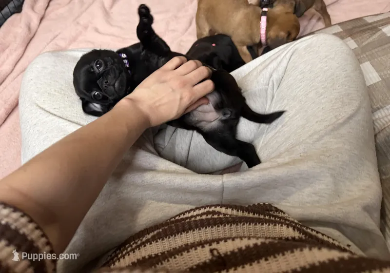 Pearl – Pug, Brussels Griffon puppy for sale in Bloomington, IL