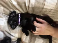 Pearl, a female Pug and Brussels Griffon for sale in Bloomington, IL – Photo 7 of 9