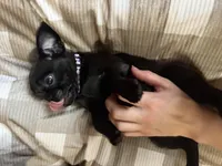 Pearl, a female Pug and Brussels Griffon for sale in Bloomington, IL – Photo 8 of 9