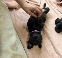 Pearl, a female Pug and Brussels Griffon for sale in Bloomington, IL – Photo 9 of 9