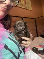Count Chocula Jr., a male Pug for sale in Bloomington, IL – 3 of 10