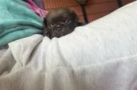 Arnold , a male Pug for sale in Bloomington, IL – 8 of 10