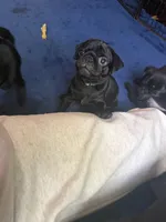 Nugget, a male Pug for sale in Bloomington, IL – 6 of 9