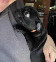 Pete, a male Pug for sale in Bloomington, IL – 8 of 10