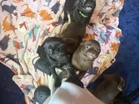 Isabelle, a female Pug for sale in Bloomington, IL – 9 of 10