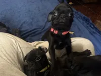 Petal, a female Pug for sale in Bloomington, IL – 3 of 10