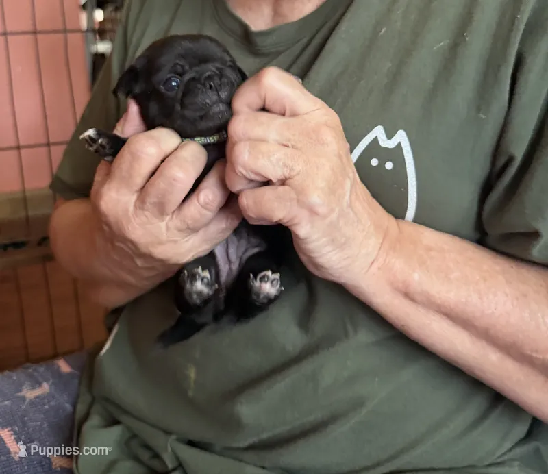 Snowy – Pug puppy for sale in Bloomington, IL