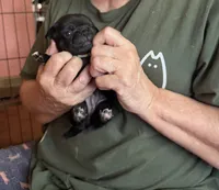 Snowy, a female Pug for sale in Bloomington, IL – 1 of 10