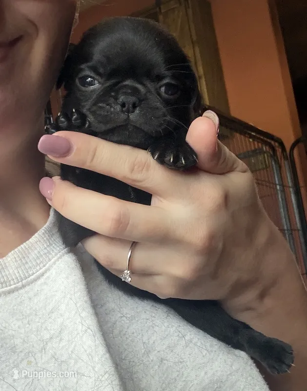 Nuggie – Pug puppy for sale in Bloomington, IL