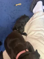 Isabelle, a female Pug for sale in Bloomington, IL – 2 of 10