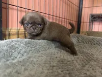 Lila 🍫 , a female Pug for sale in Bloomington, IL – 8 of 10