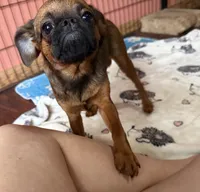 Rex, a male Brussels Griffon for sale in Bloomington, IL – 9 of 10