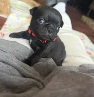 Berry, a male Pug for sale in Bloomington, IL – 9 of 10