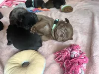 Kevin, a male Pug for sale in Bloomington, IL – 10 of 10