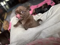 Lila 🍫 , a female Pug for sale in Bloomington, IL – 9 of 10
