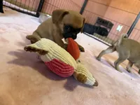 Maeve, a female Pug and Brussels Griffon for sale in Bloomington, IL – Photo 5 of 10