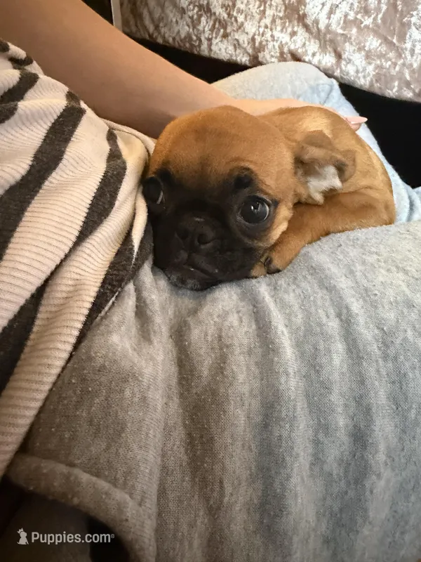 Maeve – Pug, Brussels Griffon puppy for sale in Bloomington, IL