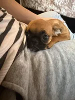 Maeve, a female Pug and Brussels Griffon for sale in Bloomington, IL – Photo 1 of 10