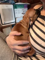 Maeve, a female Pug and Brussels Griffon for sale in Bloomington, IL – Photo 6 of 10