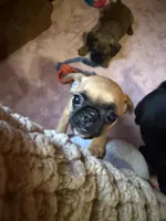 Maeve, a female Pug and Brussels Griffon for sale in Bloomington, IL – Photo 10 of 10