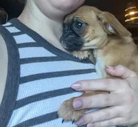 Maeve, a female Pug and Brussels Griffon for sale in Bloomington, IL – Photo 8 of 10