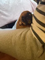 Maeve, a female Pug and Brussels Griffon for sale in Bloomington, IL – Photo 5 of 10