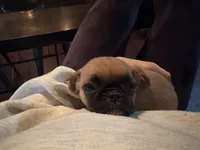 Maeve, a female Pug and Brussels Griffon for sale in Bloomington, IL – Photo 1 of 10