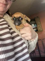 Maeve, a female Pug and Brussels Griffon for sale in Bloomington, IL – Photo 4 of 10