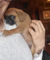 Maeve, a female Pug and Brussels Griffon for sale in Bloomington, IL – Photo 6 of 10