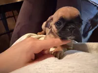 Maeve, a female Pug and Brussels Griffon for sale in Bloomington, IL – Photo 2 of 10