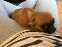 Maeve, a female Pug and Brussels Griffon for sale in Bloomington, IL – Photo 4 of 10