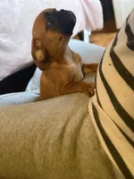 Maeve, a female Pug and Brussels Griffon for sale in Bloomington, IL – Photo 3 of 10