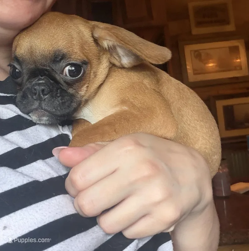 Maeve – Pug, Brussels Griffon puppy for sale in Bloomington, IL