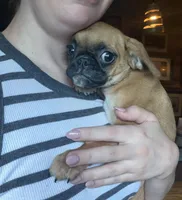 Maeve, a female Pug and Brussels Griffon for sale in Bloomington, IL – Photo 7 of 10