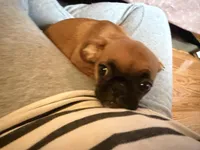 Maeve, a female Pug and Brussels Griffon for sale in Bloomington, IL – Photo 2 of 10