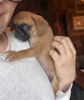 Maeve, a female Pug and Brussels Griffon for sale in Bloomington, IL – Photo 7 of 10